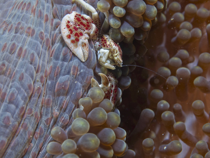 Porcelain Crab, Dugon Wall